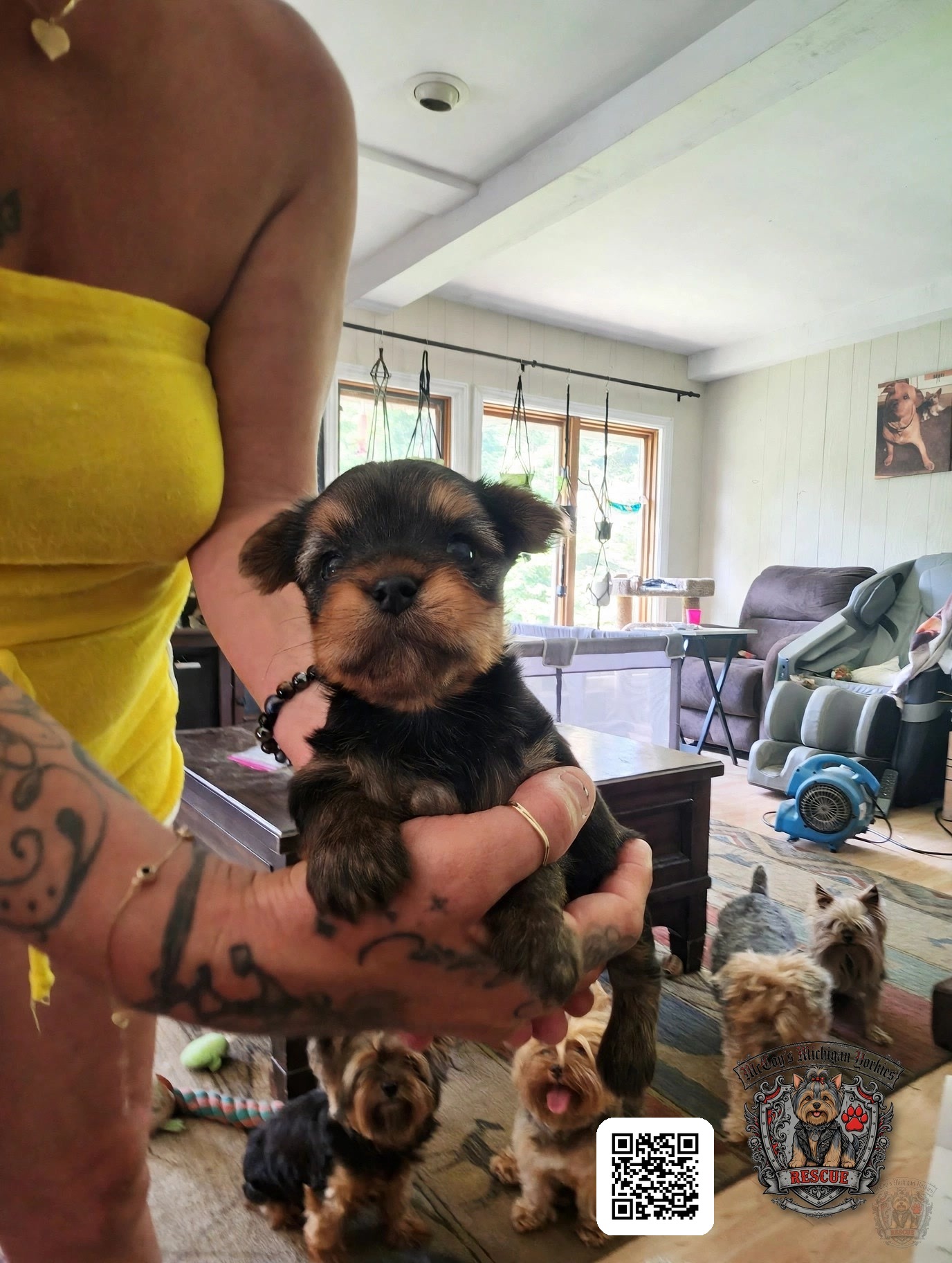 A person holding a tiny Yorkshire Terrier puppy while several Yorkies gather nearby