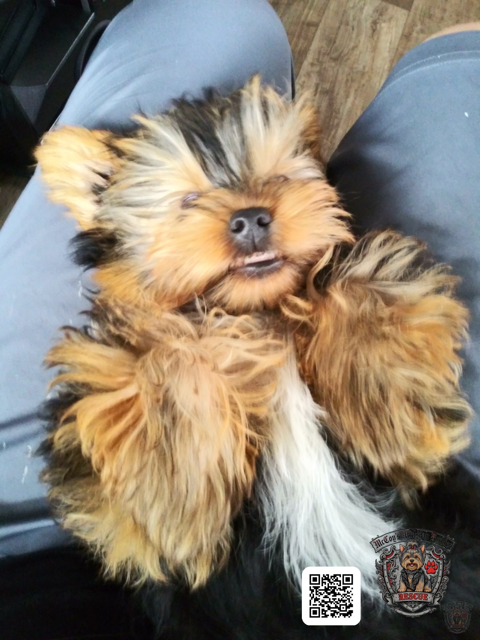 A relaxed Yorkshire Terrier smiling sleepily while resting on a person's lap