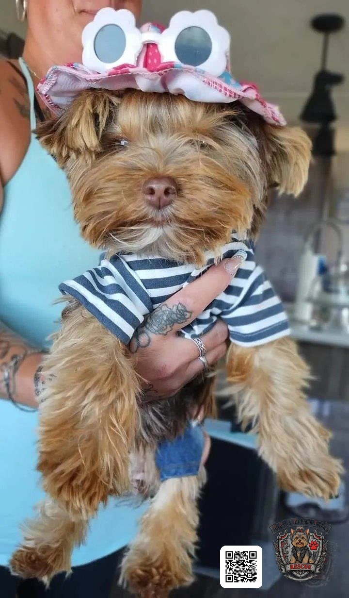 A Yorkshire Terrier dressed in a striped shirt, sun hat, and flower sunglasses