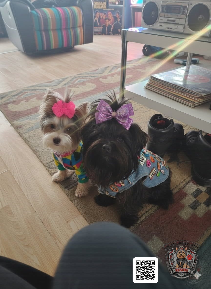Two dressed-up Yorkshire Terriers wearing large pink and purple bows, one in a colorful outfit and one in a denim vest