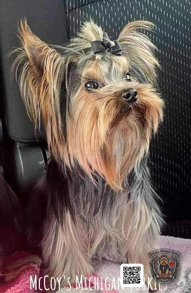 A long-haired Yorkshire Terrier wearing a neat black topknot bow