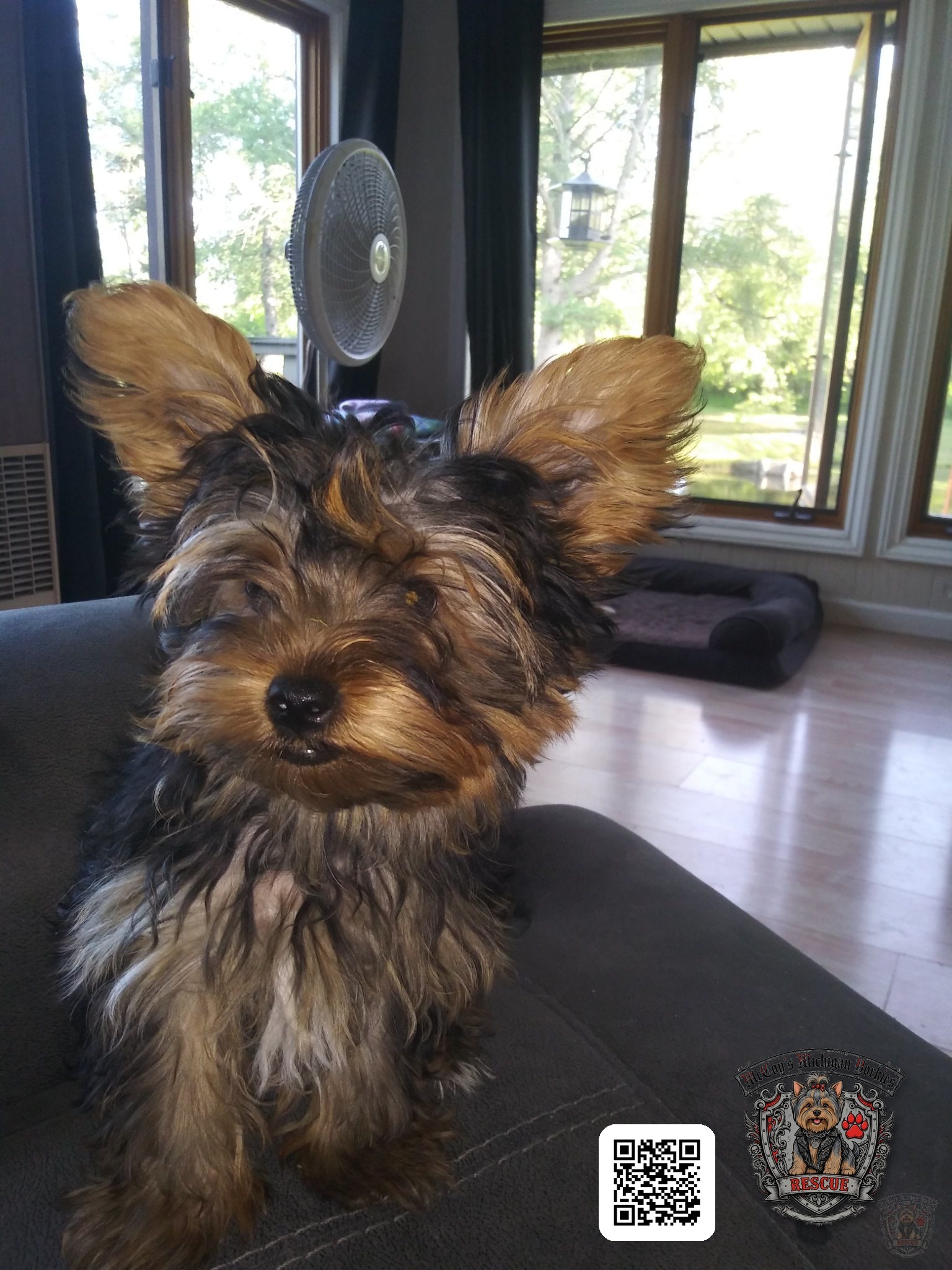A Yorkshire Terrier puppy with big upright ears sitting on a dark couch