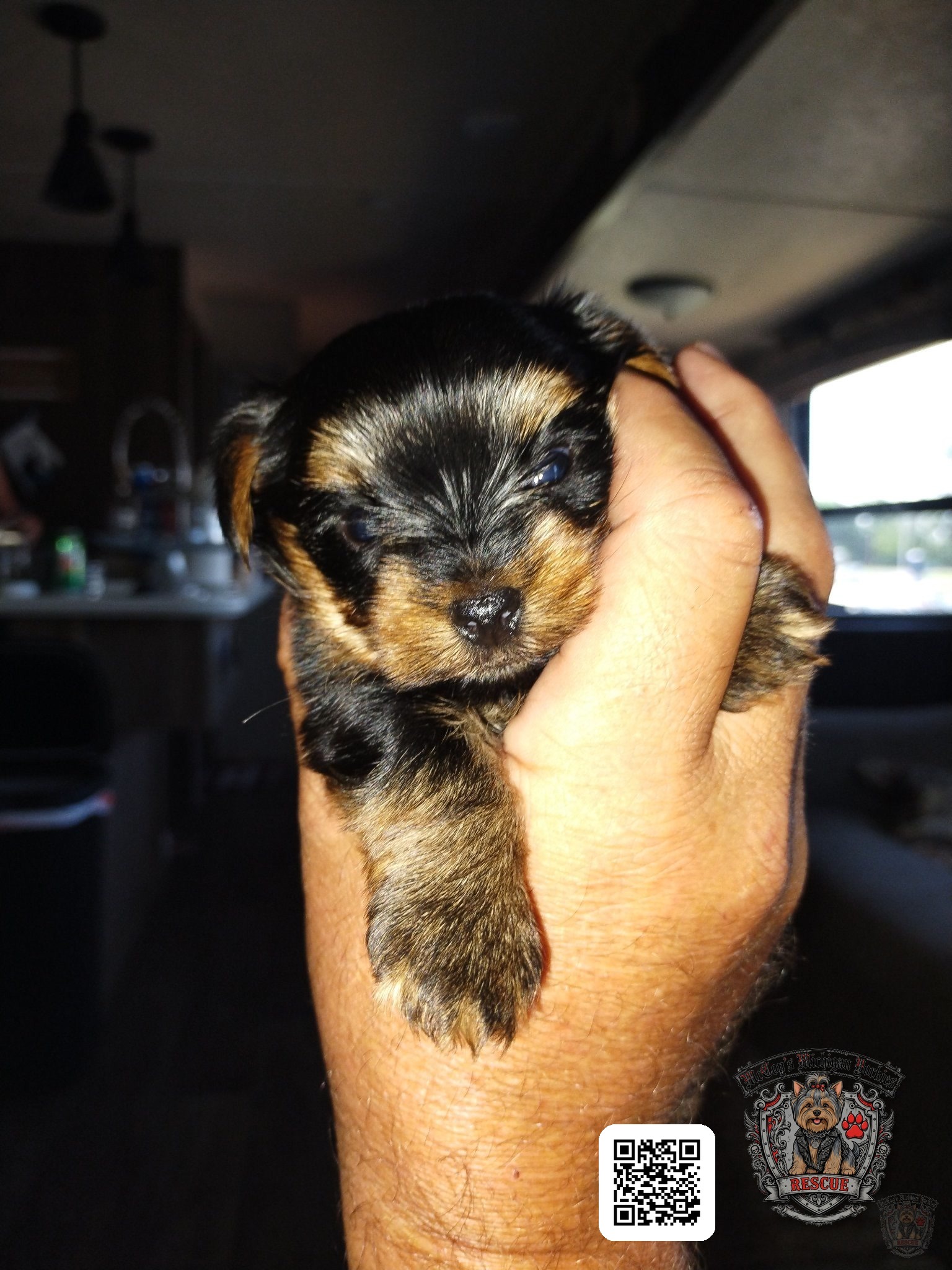 A newborn black and tan Yorkshire Terrier puppy with barely opened eyes cradled carefully in a hand