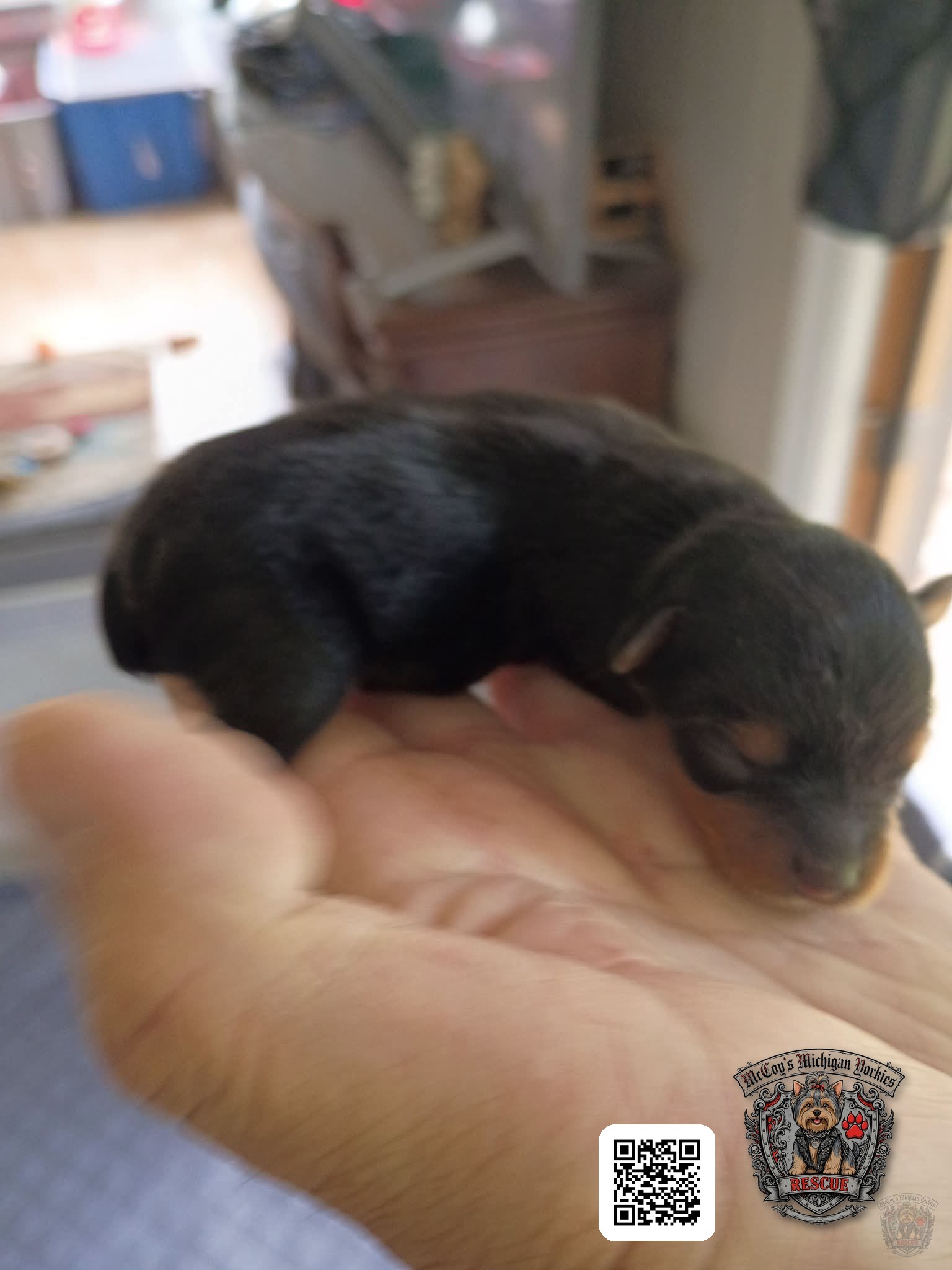 A newborn black Yorkshire Terrier puppy sleeping safely in an open hand