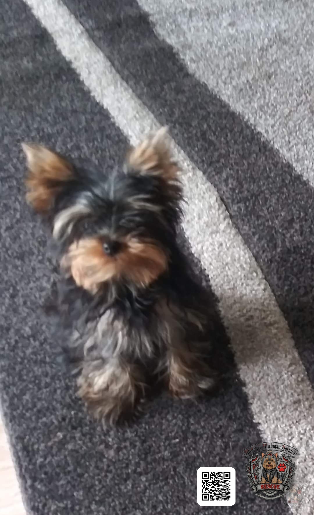Tiny Yorkshire Terrier puppy looking up from a striped rug