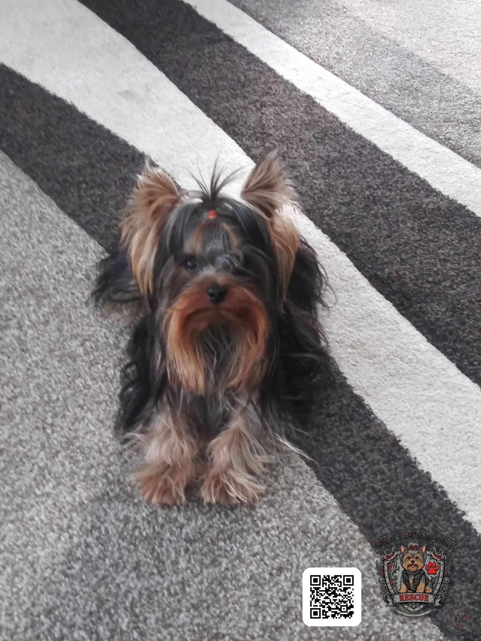 Yorkshire Terrier with a neat topknot sitting attentively on a striped rug