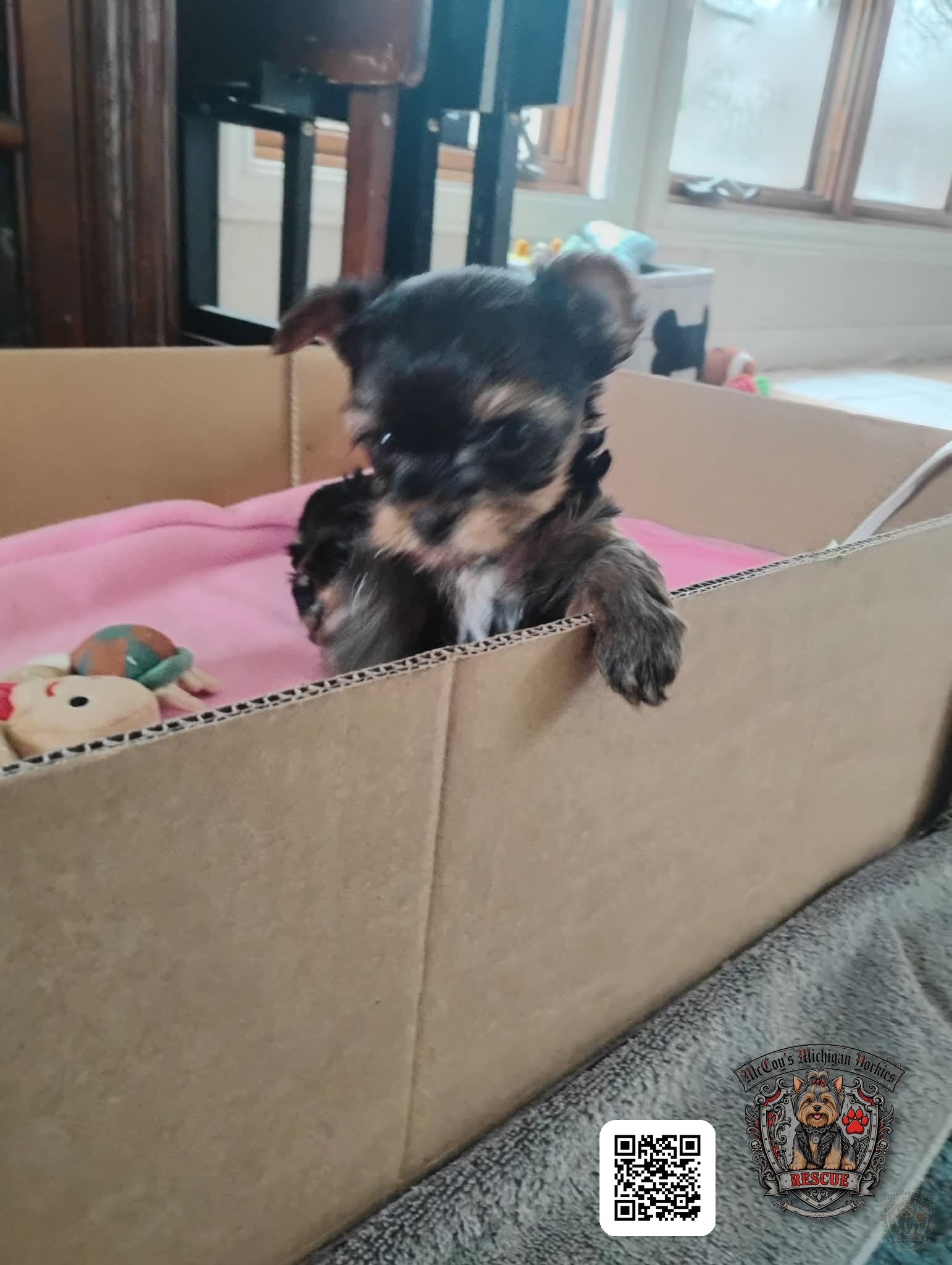 A tiny black and tan Yorkshire Terrier puppy peeking over the edge of a cardboard play box lined with a pink blanket