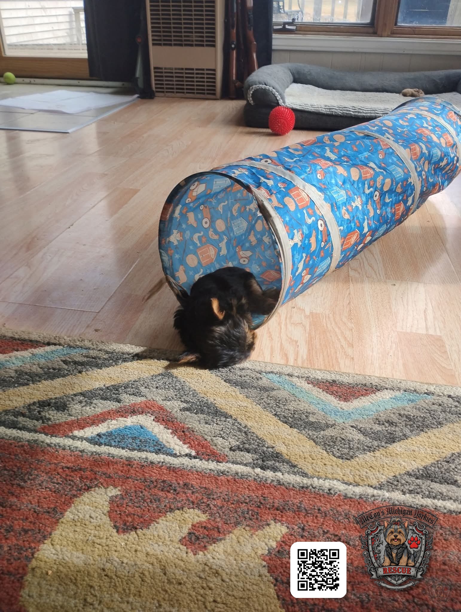 A tiny black and tan Yorkshire Terrier puppy halfway through a blue play tunnel