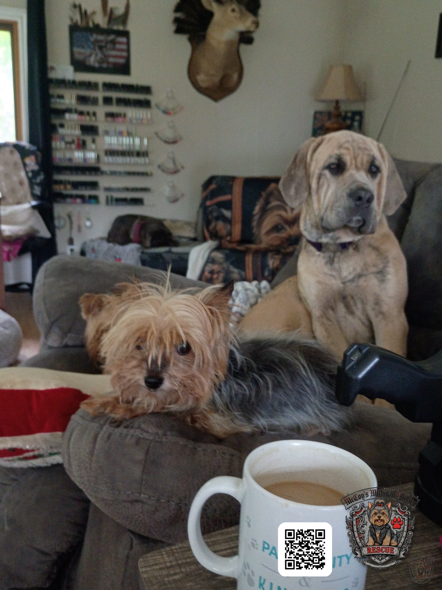 A Yorkie and a large tan dog relaxing together on the couch