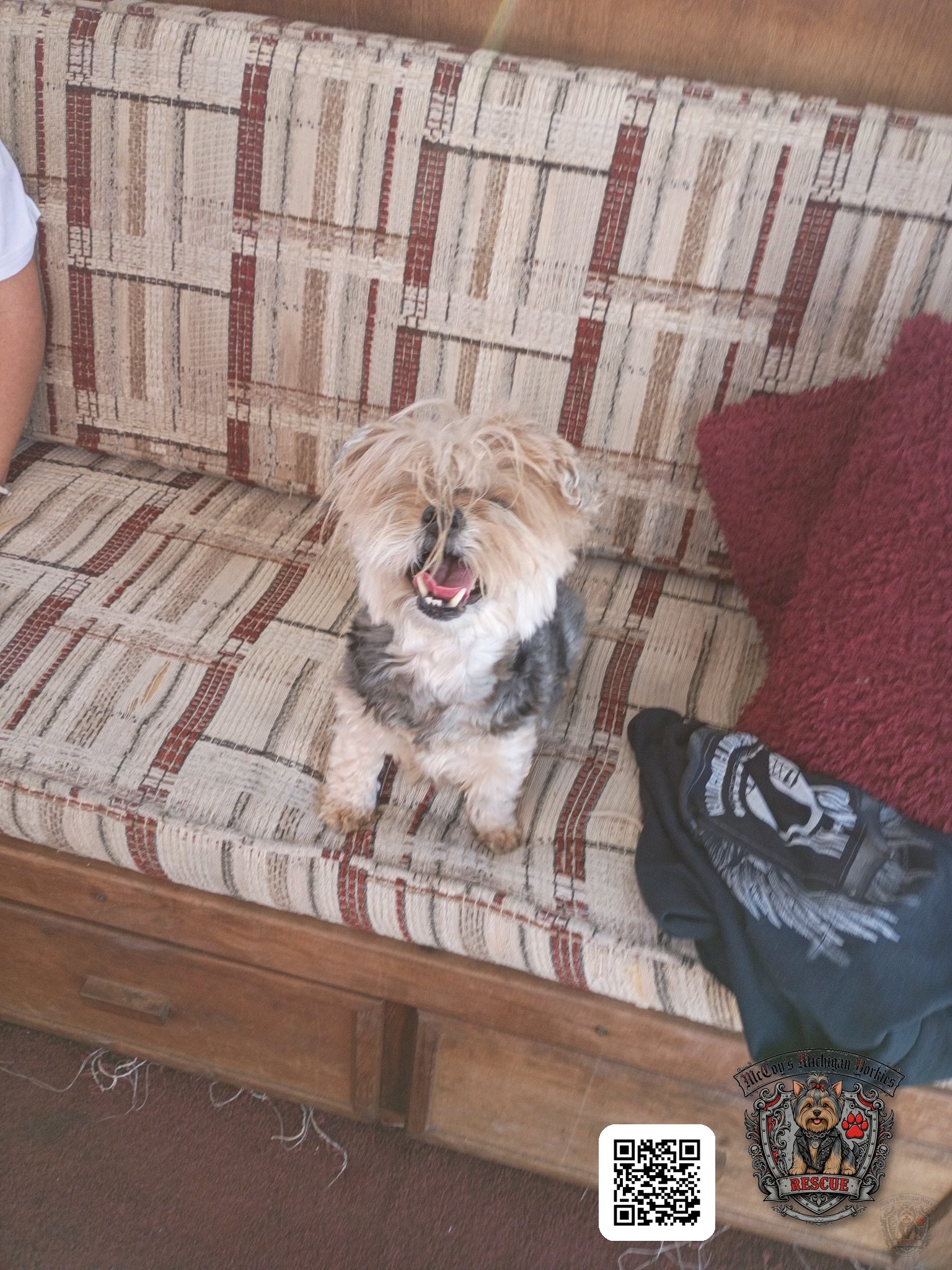 Gracie Mae, a happy senior Yorkie Poo, sitting on the couch with her tongue out