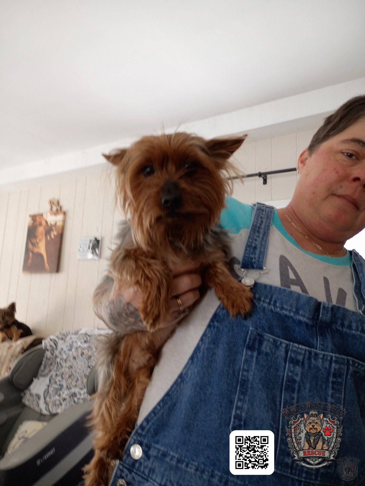 Nico, a reddish-brown Yorkshire Terrier, facing the camera while Crystal holds him