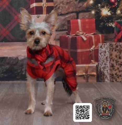 Remy wearing red plaid pajamas in front of Christmas presents