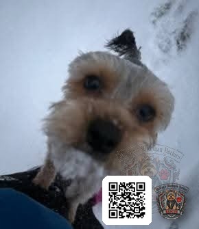 Remy looking into the camera while playing in the snow