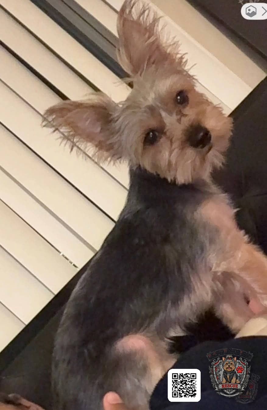 Remy sitting by a window with his large ears standing straight up
