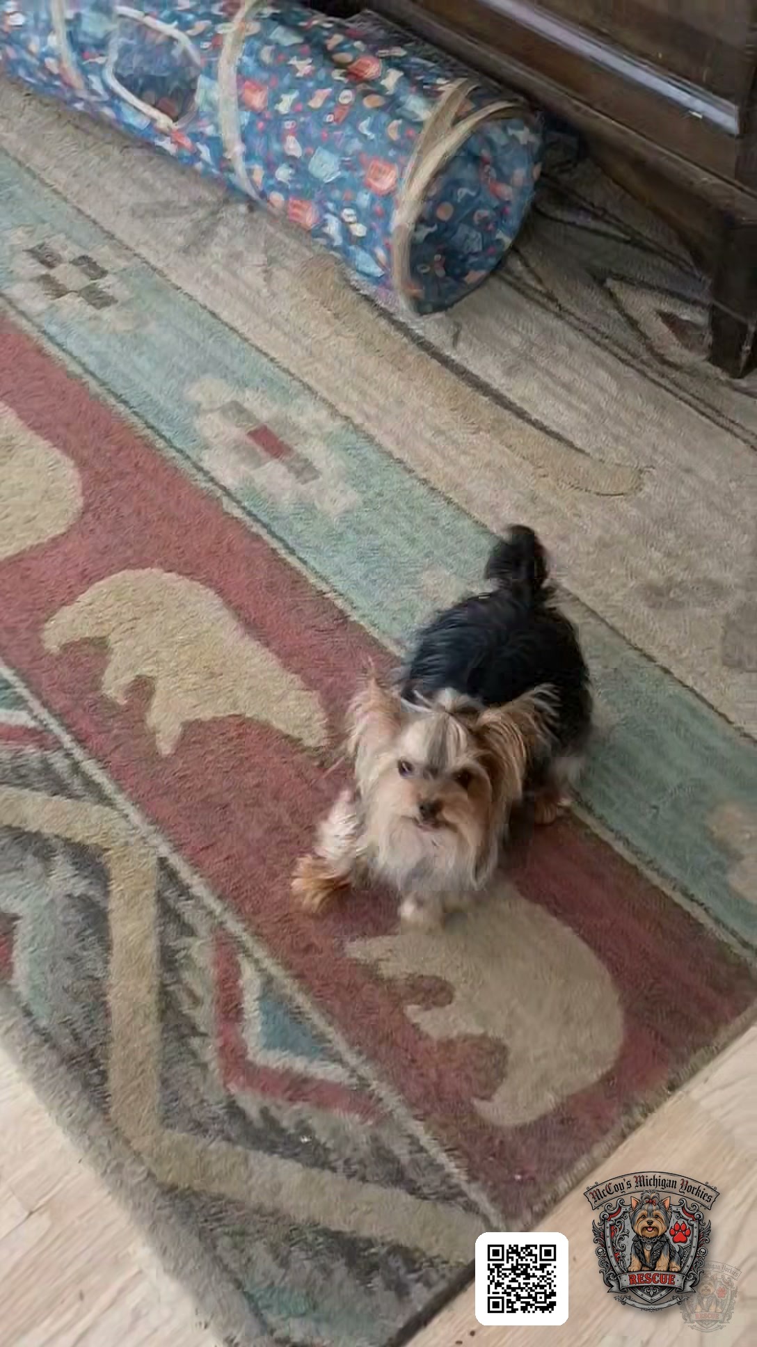 Jensen, a small black and tan Yorkshire Terrier, looking up from a patterned rug