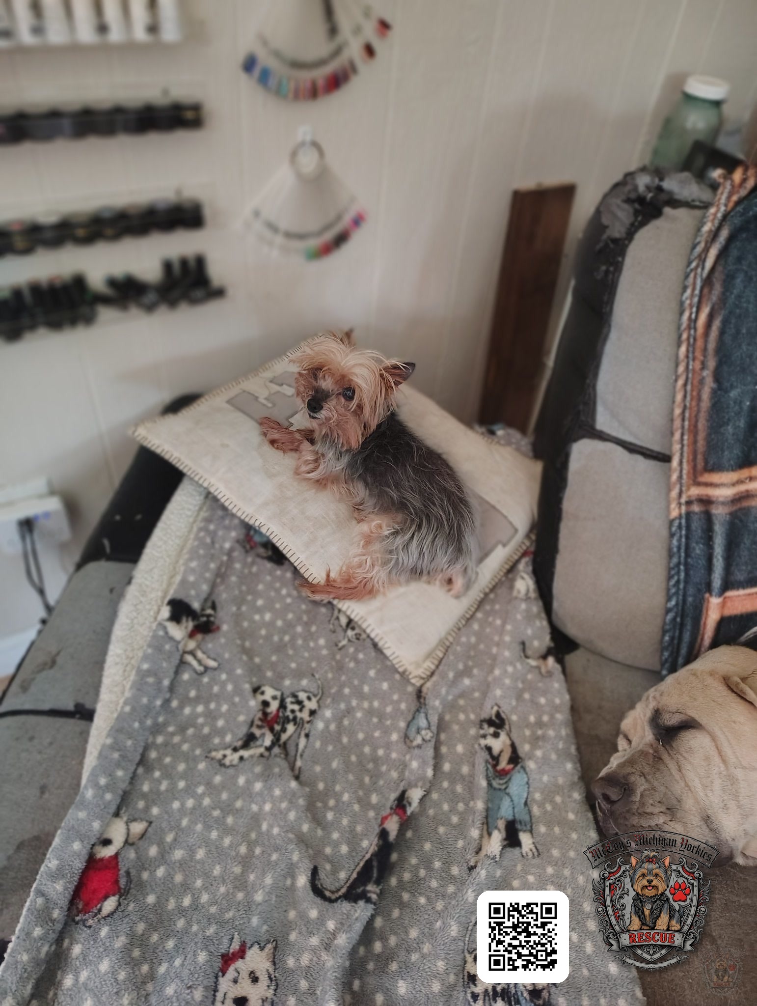 Sawyer, a senior silver and tan Yorkshire Terrier, resting comfortably on a pillow