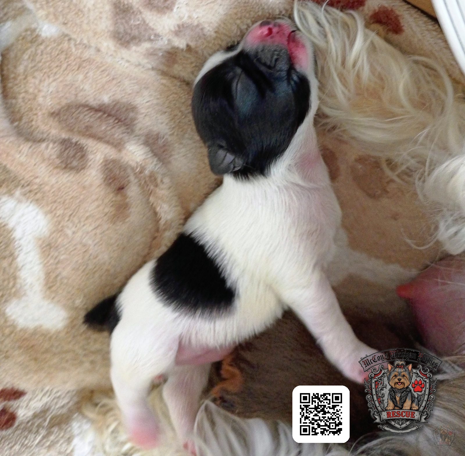 Hazel as a tiny newborn black-and-white parti puppy