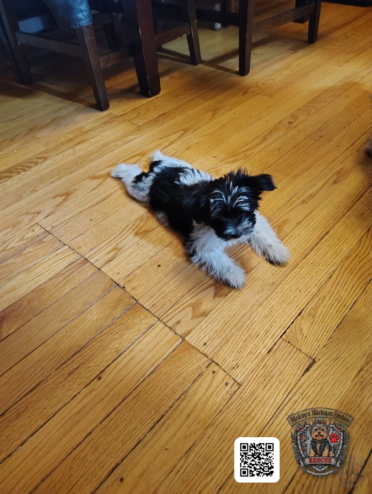 Hazel as a young puppy standing on a hardwood floor