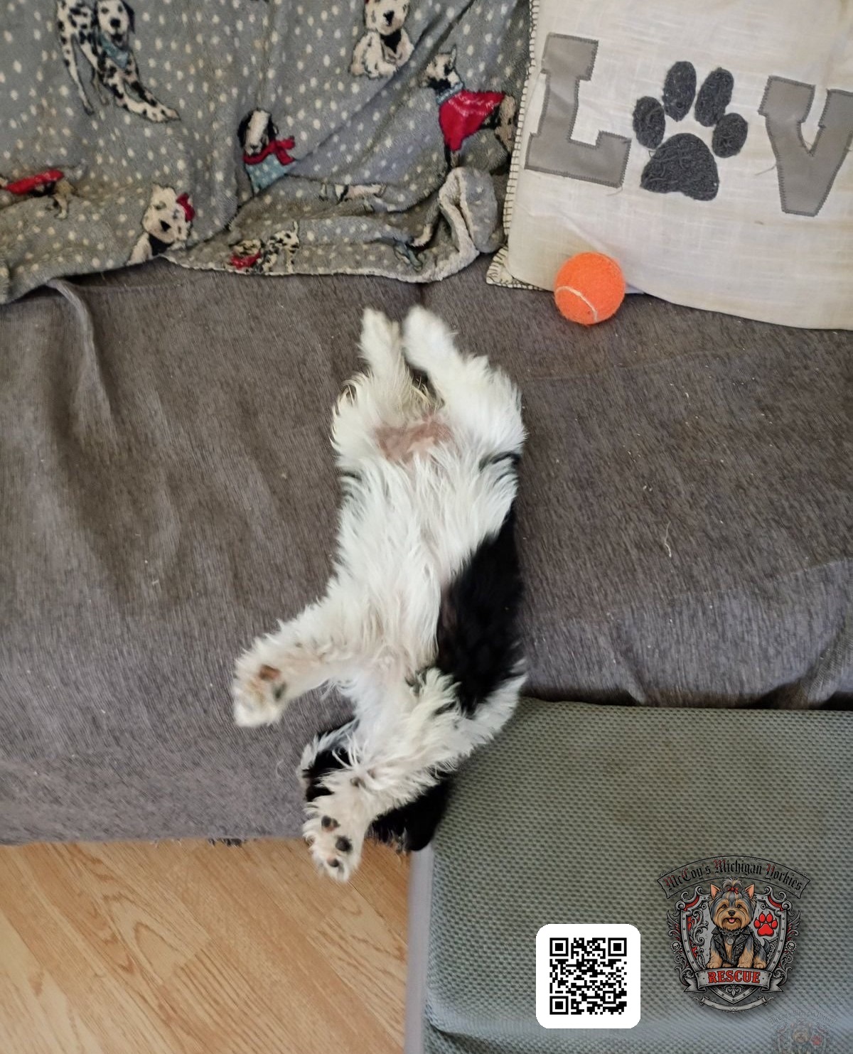Hazel, a black-and-white parti Yorkshire Terrier puppy, napping belly-up on the couch