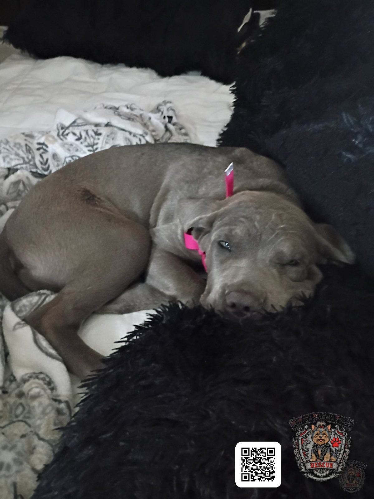 Skye, the blue Cane Corso puppy with blue eyes