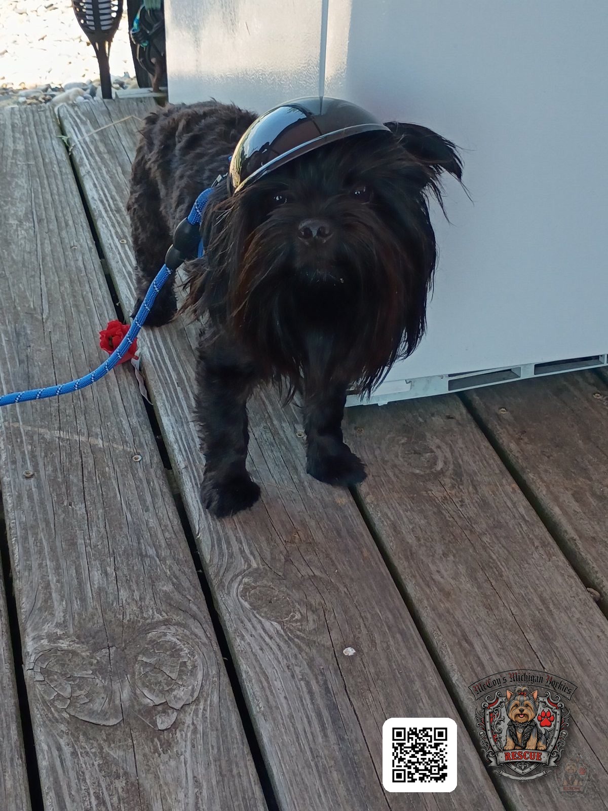 Waylon Coal wearing a tiny riding helmet, ready to roll