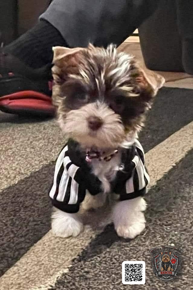Gemma as a tiny parti Yorkshire Terrier puppy