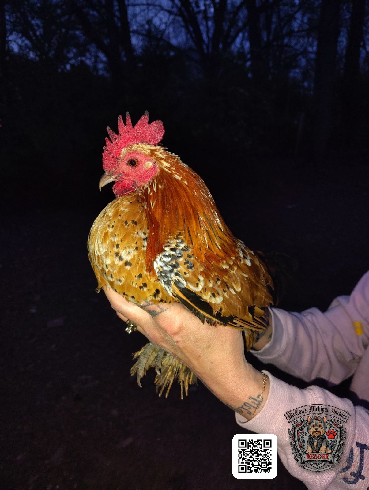 A rooster strutting on the farm