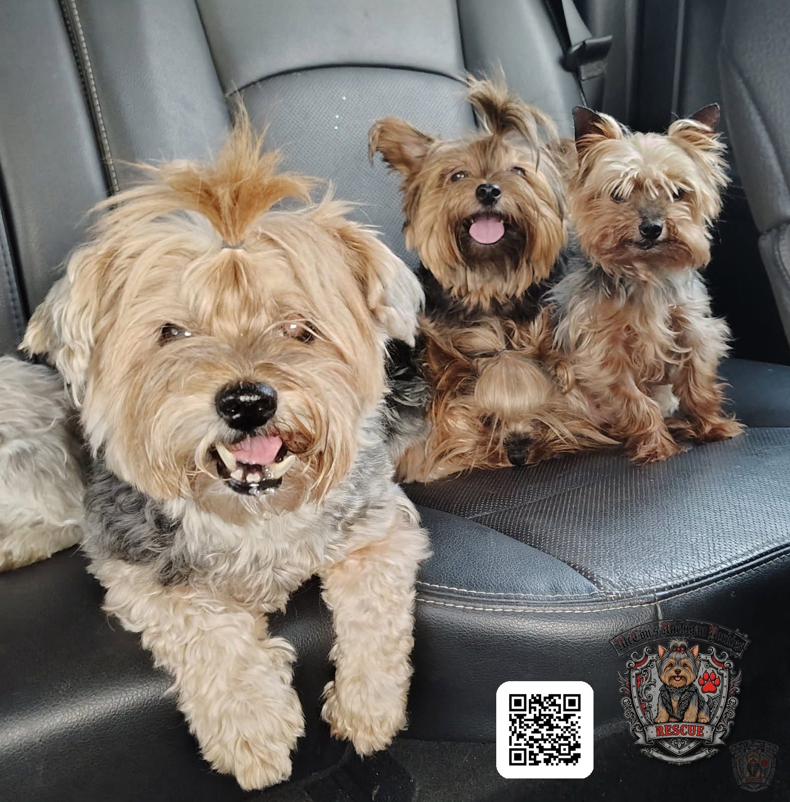 Four dogs piled together in the back seat of the car