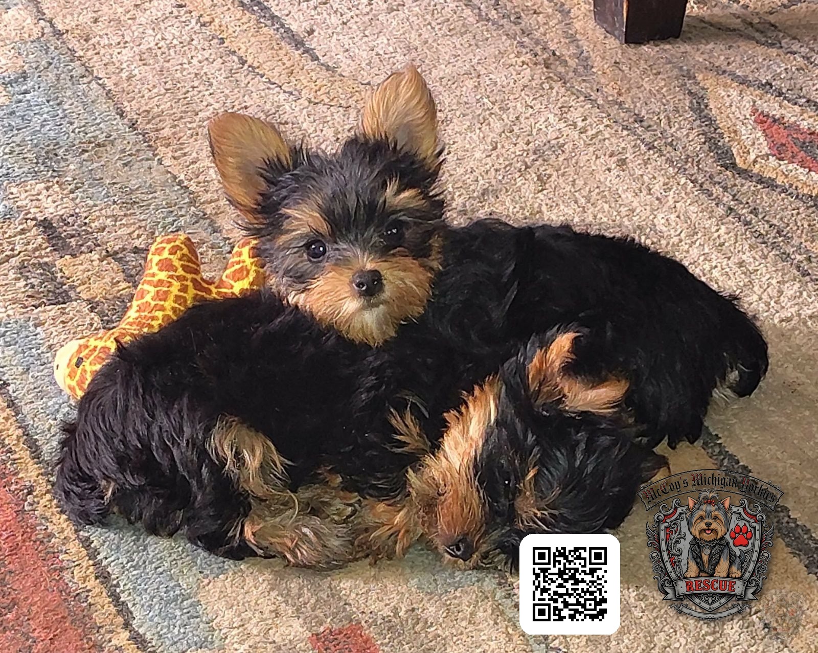 Elvis and Priscilla snuggled together — Priscilla resting on top with her ears up while Elvis sleeps underneath