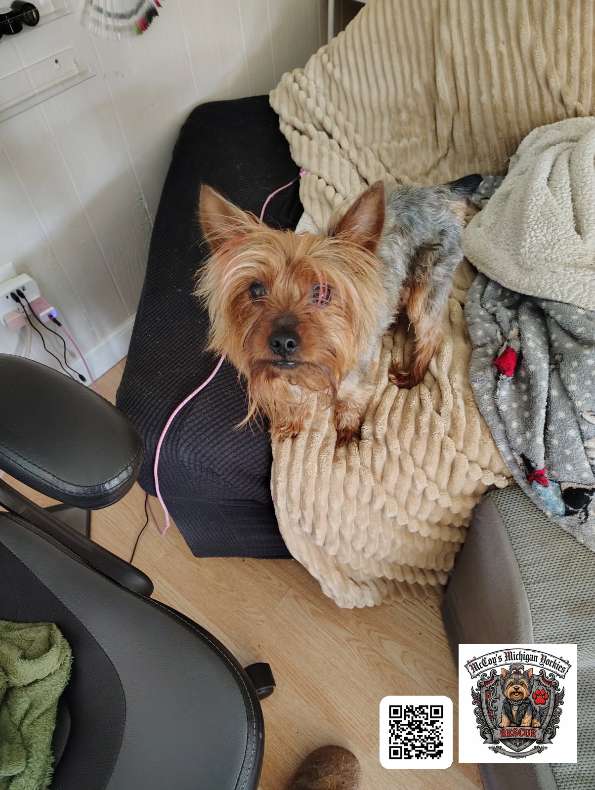 Nico, a reddish-tan Yorkshire Terrier, lying on a couch looking up at the camera
