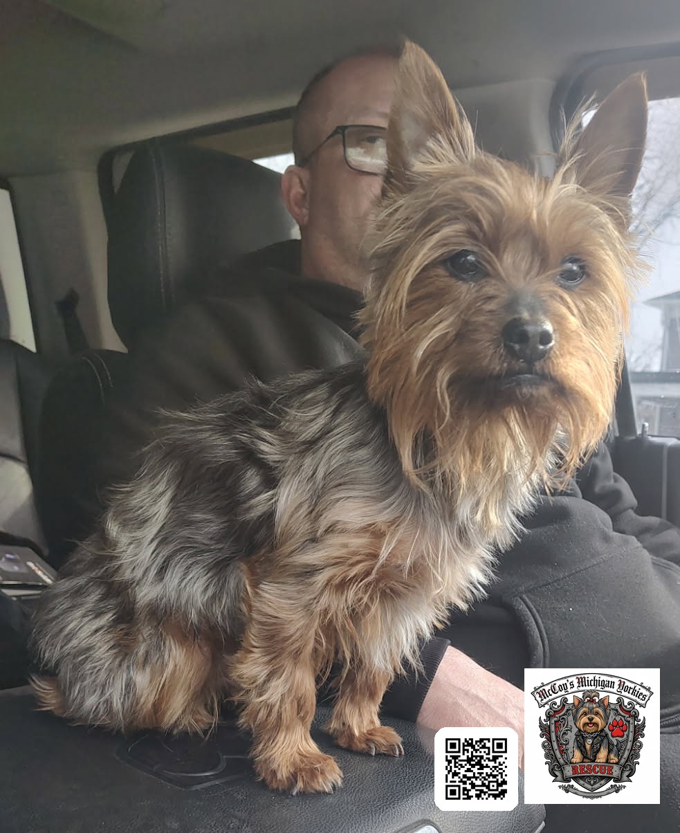 Eric with Nico in the car on pickup day, the little red-haired Yorkie standing on the center console