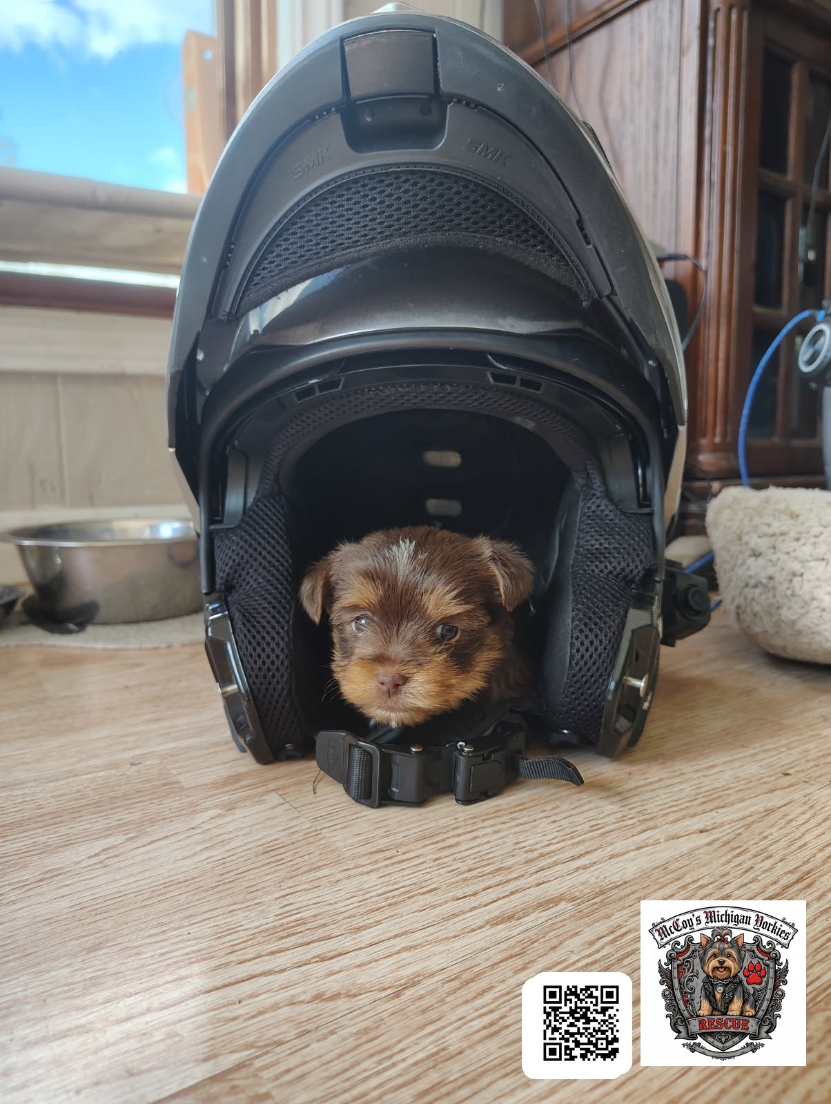 A tiny chocolate Yorkshire Terrier puppy peeking out of a black motorcycle helmet sitting on a wood floor