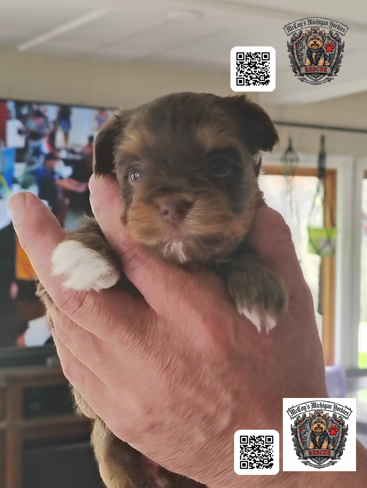 A very young chocolate Yorkshire Terrier puppy held gently up in a person's hand