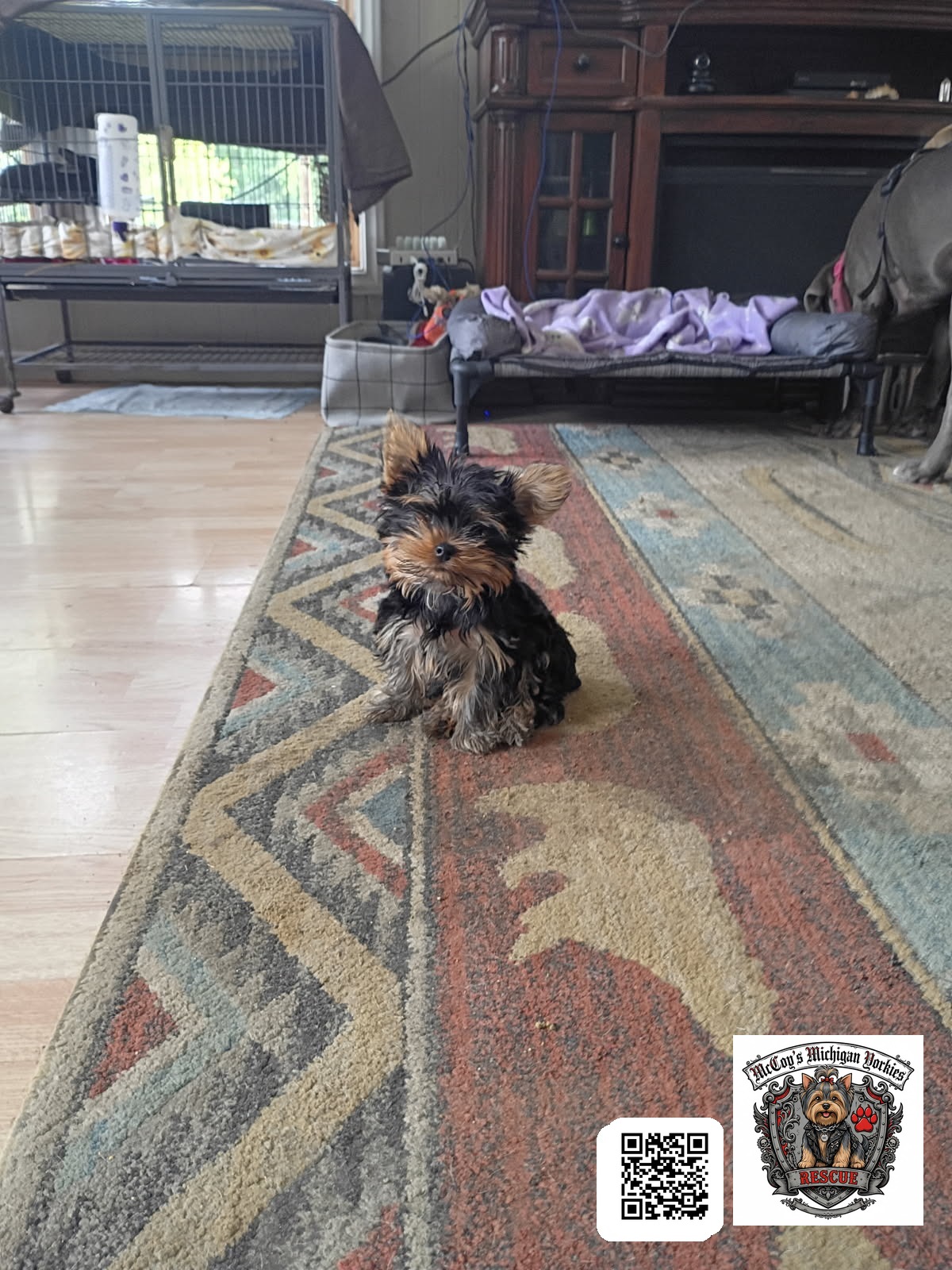 A tiny black and tan Yorkshire Terrier puppy sitting upright on a patterned rug, looking at the camera