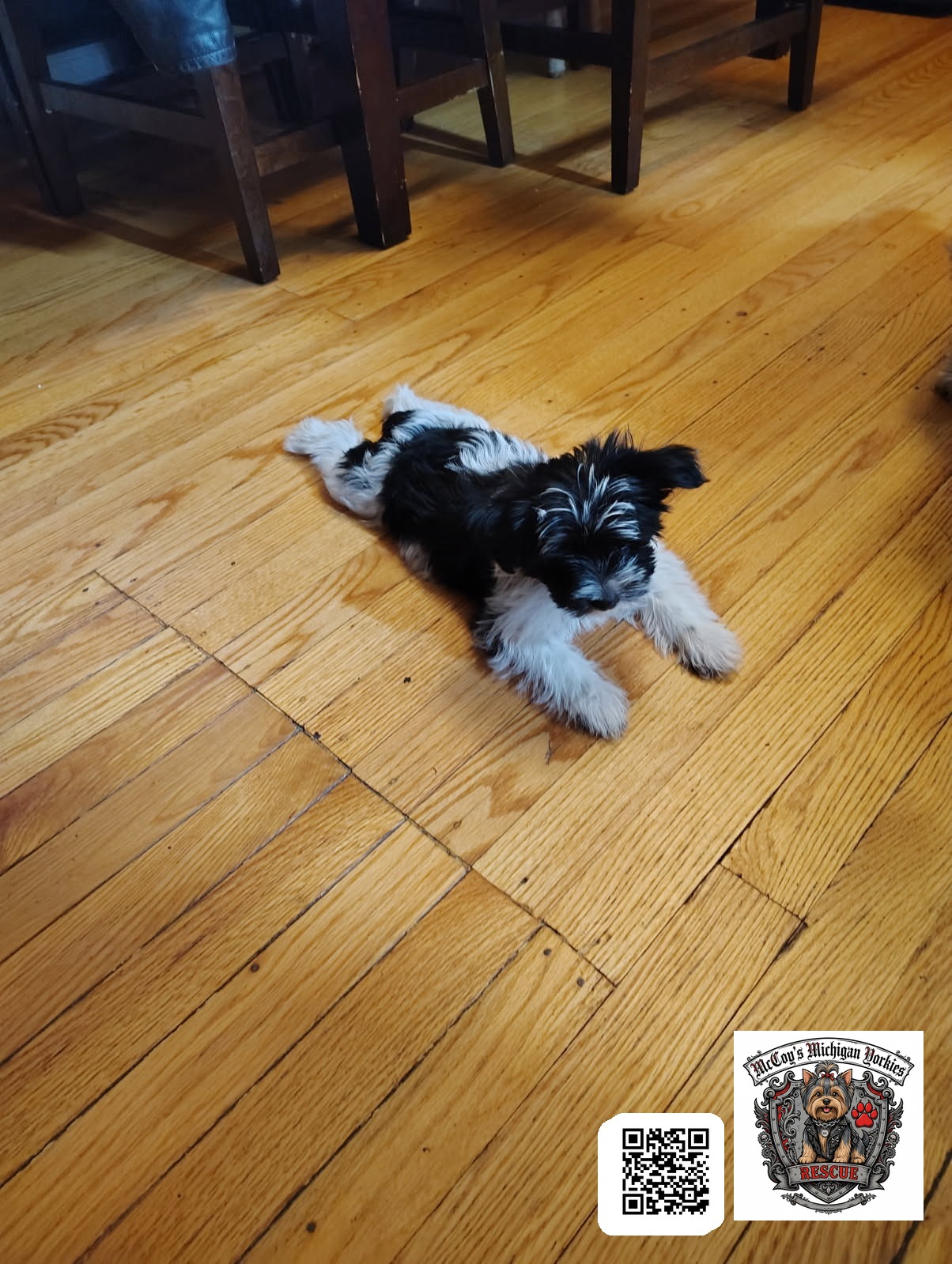 A black and white parti Yorkshire Terrier puppy lying on a hardwood floor