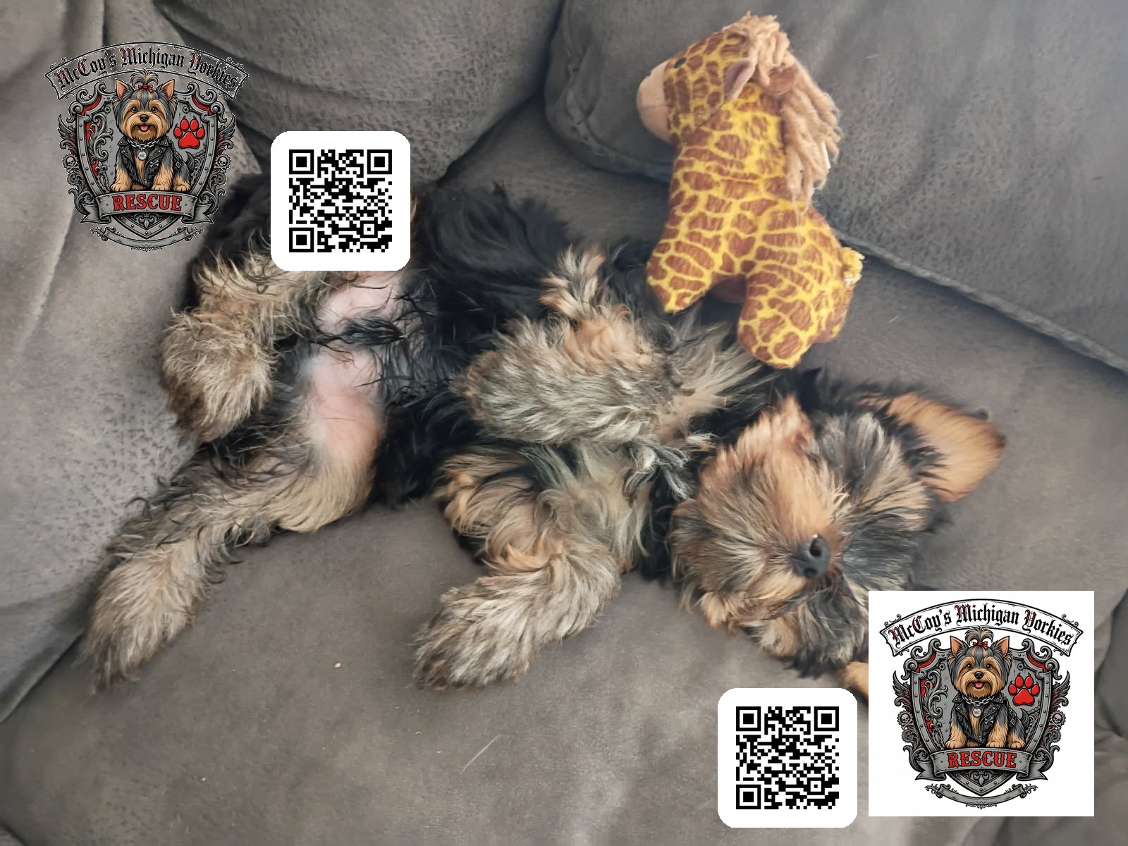 A tiny Yorkshire Terrier puppy sprawled belly-up on a couch beside a giraffe plush toy