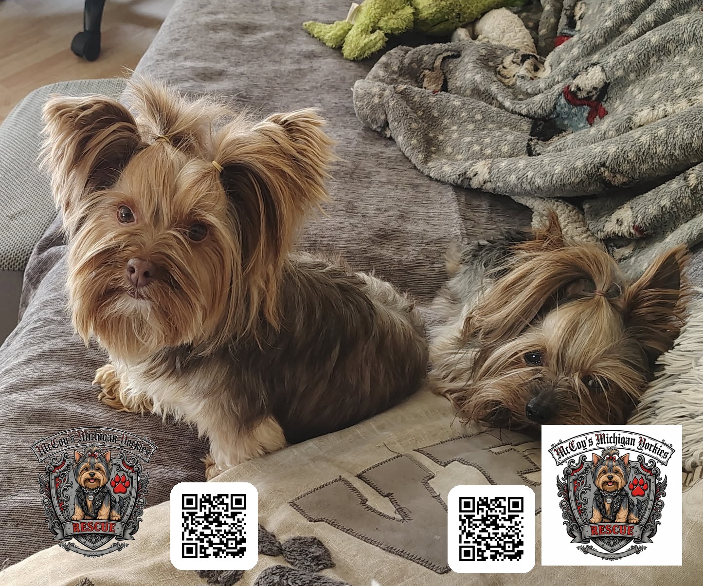 Two Yorkshire Terriers lounging on a couch, one with pigtails
