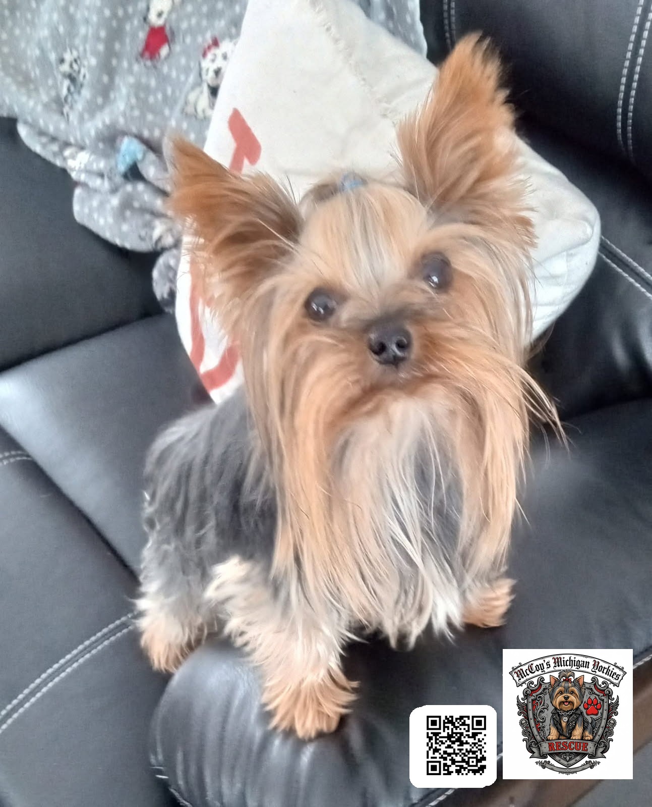 A Yorkshire Terrier with a neat topknot sitting upright on a leather couch, looking at the camera