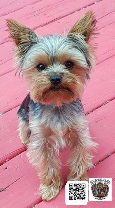 A small tan Yorkshire Terrier standing on a pink wooden deck