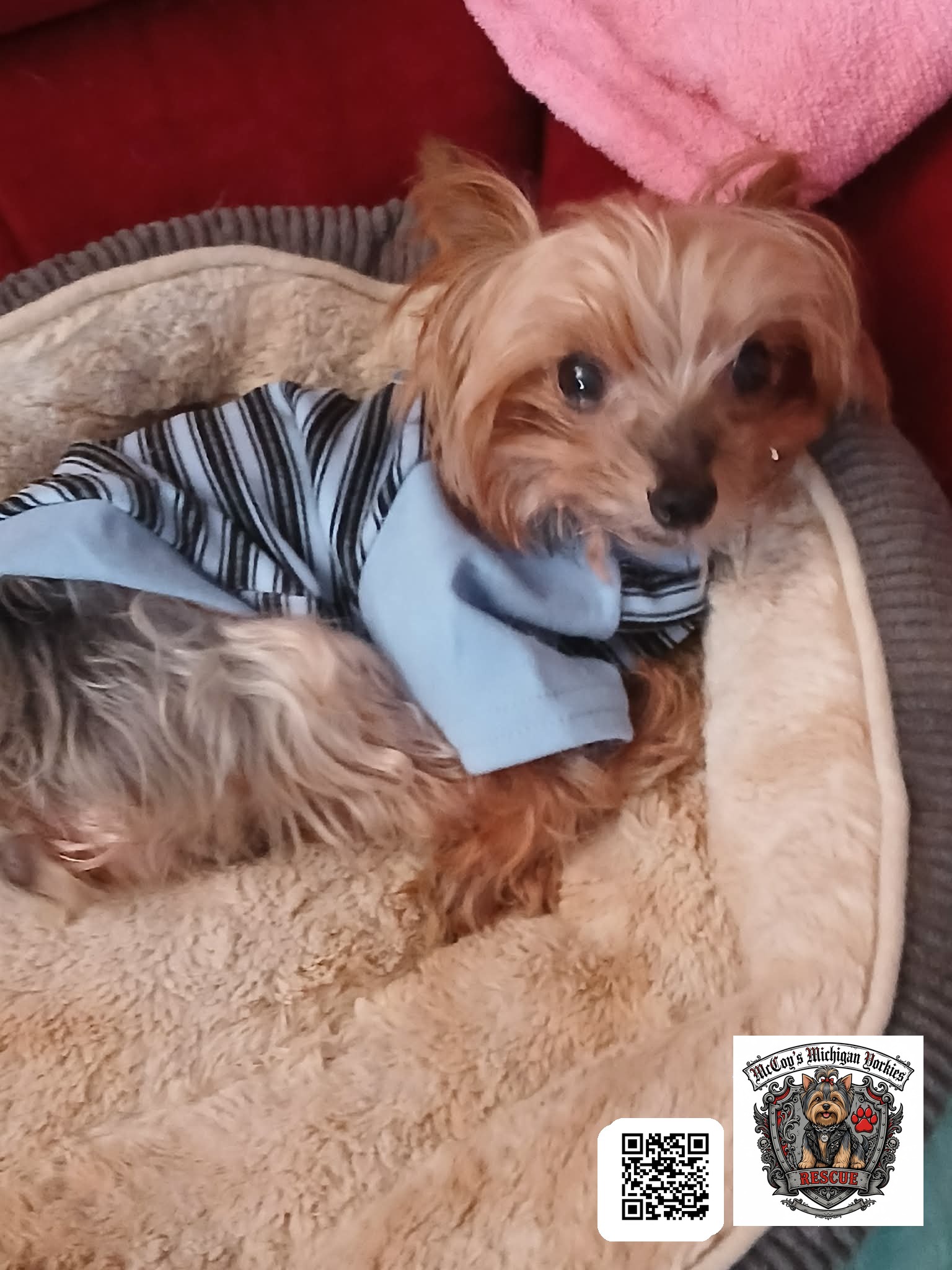A small tan Yorkshire Terrier wearing a gray striped shirt, curled up in a plush dog bed