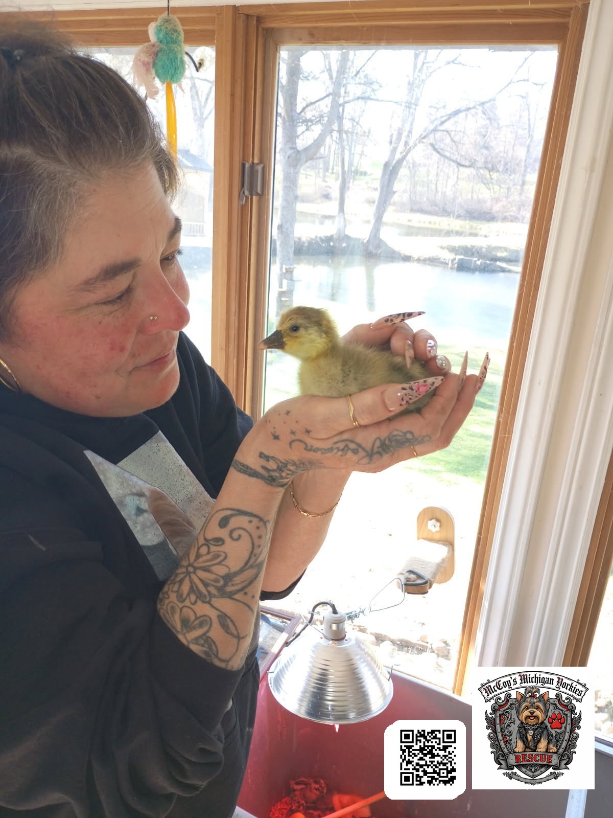 A woman gently holding a tiny baby gosling in her hands by a sunny window overlooking the pond