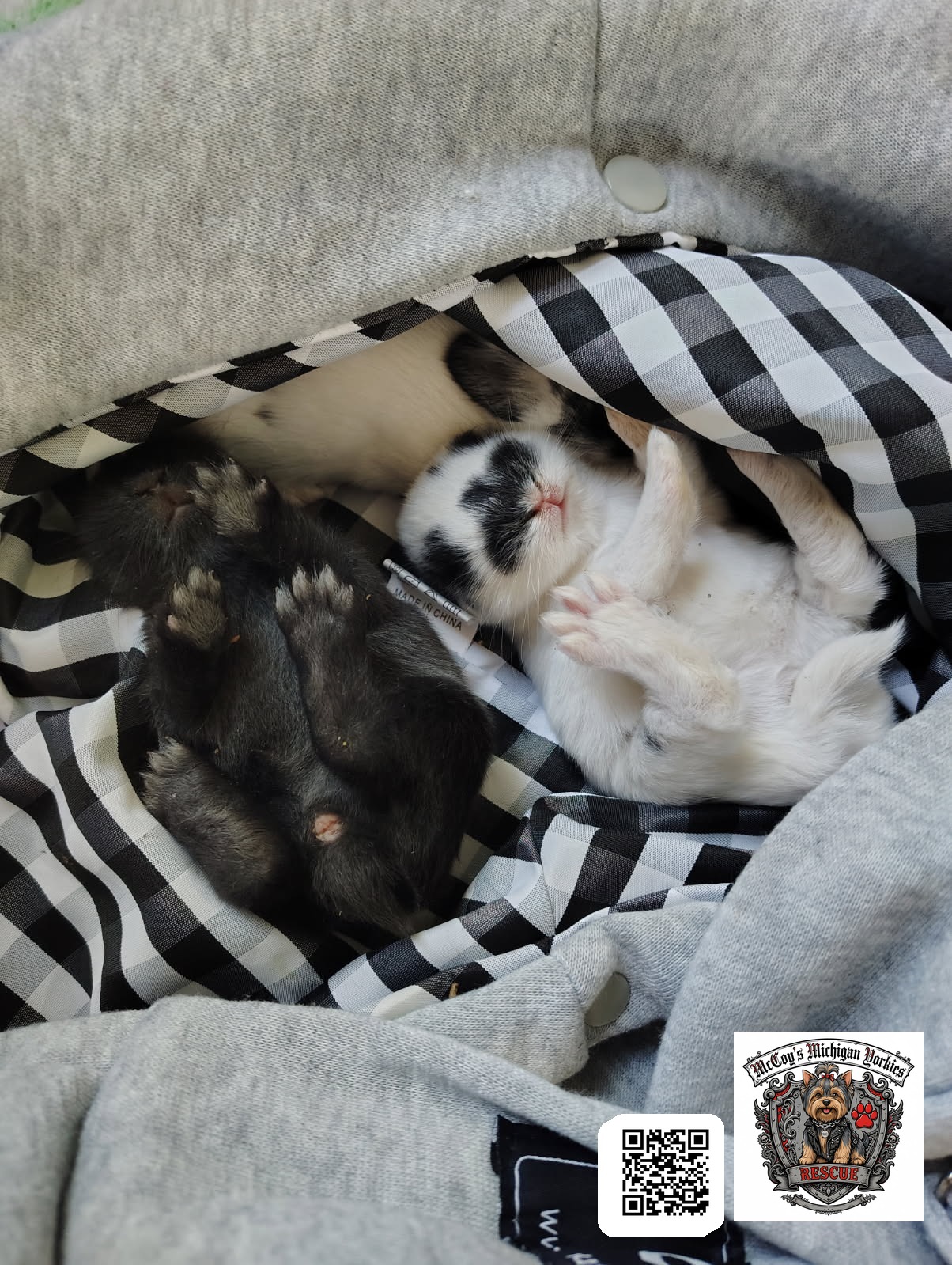 Newborn spotted bunny kits sleeping piled together on a checkered blanket