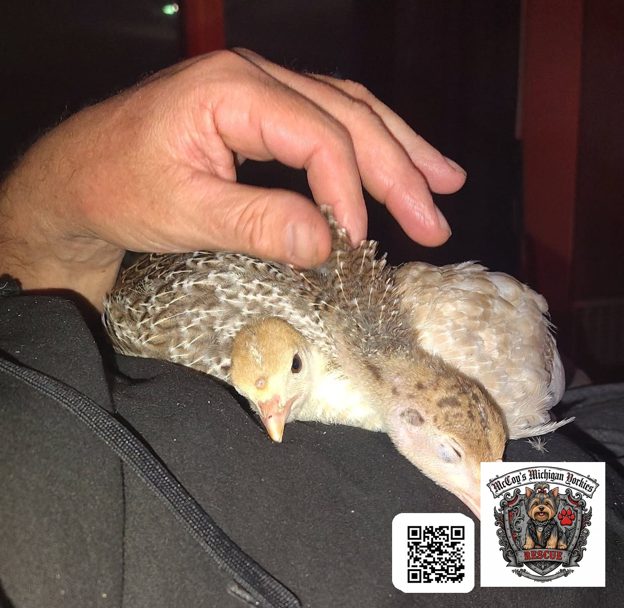 A hand gently holding two baby guinea fowl chicks