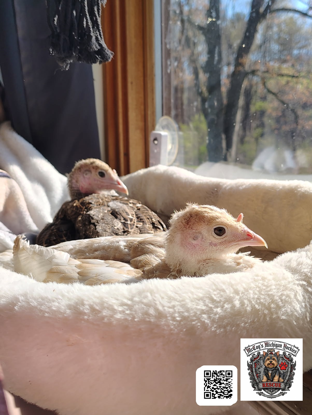 Two young turkeys resting together in a soft pet bed in warm window light