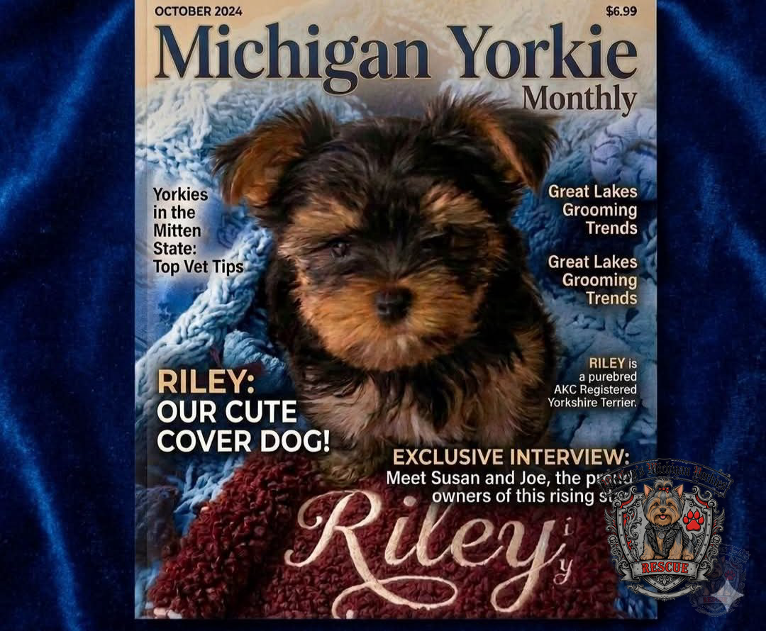 October 2024 Michigan Yorkie Monthly cover featuring Riley and an interview with Joe and Sue