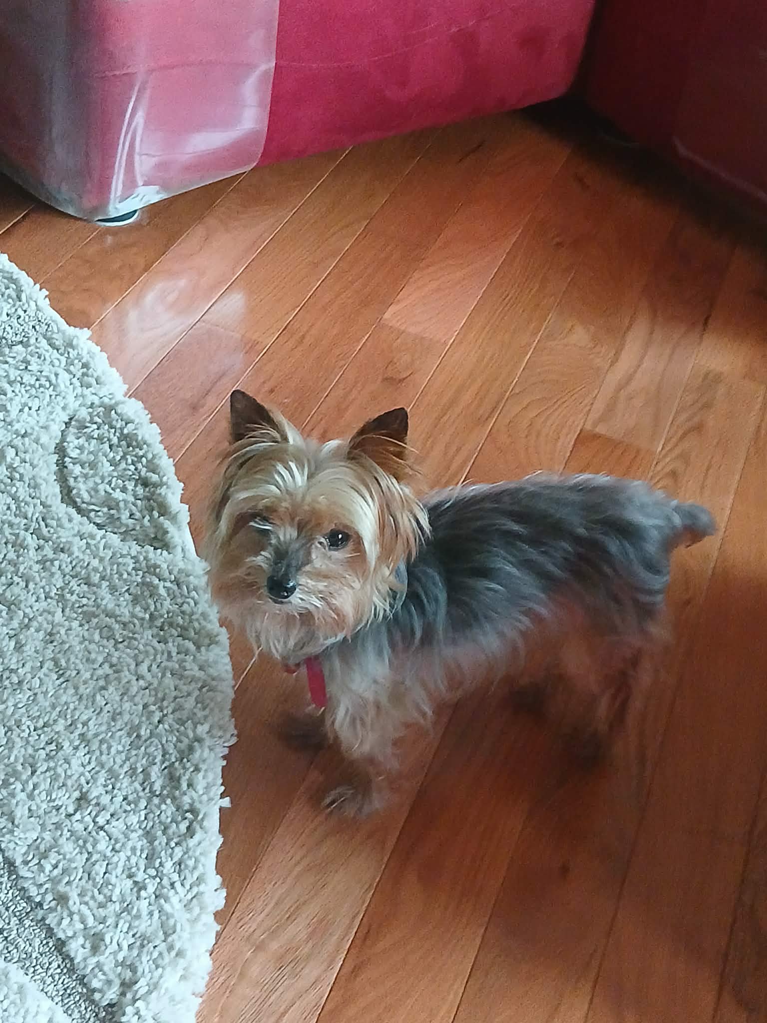 Sawyer standing on a hardwood floor in his new home, looking up at the camera