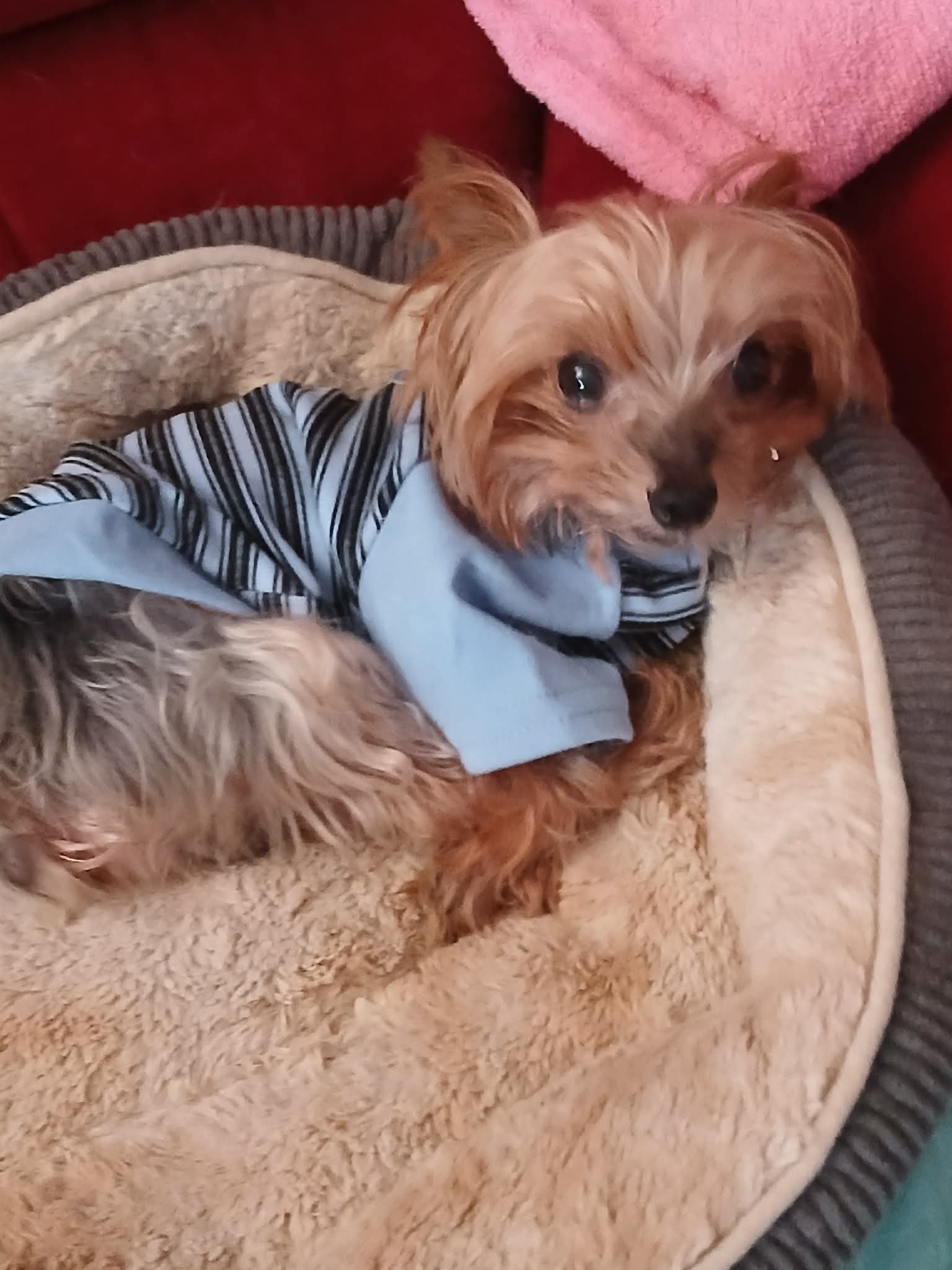 Sawyer wearing a little striped shirt, resting in a soft dog bed
