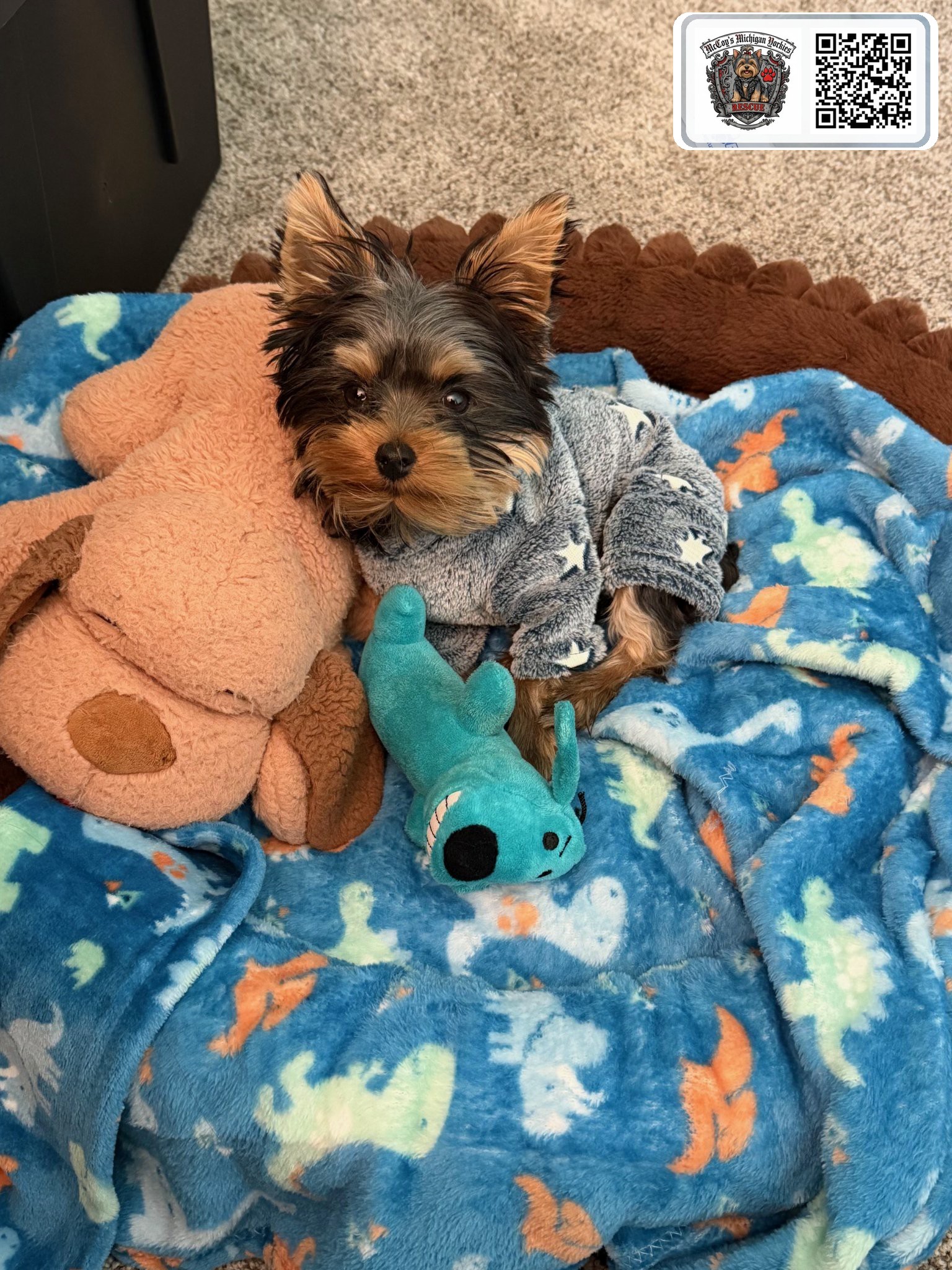 Elvis in his gray star sweater, tucked into his bed with his stuffed toys in Amy's office
