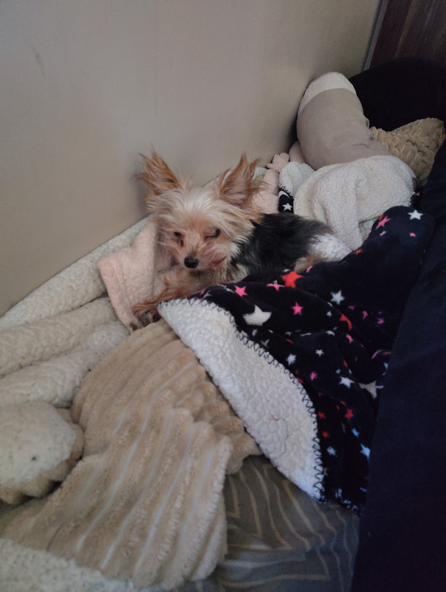 Little Bit tucked into a nest of blankets with his big fluffy ears up