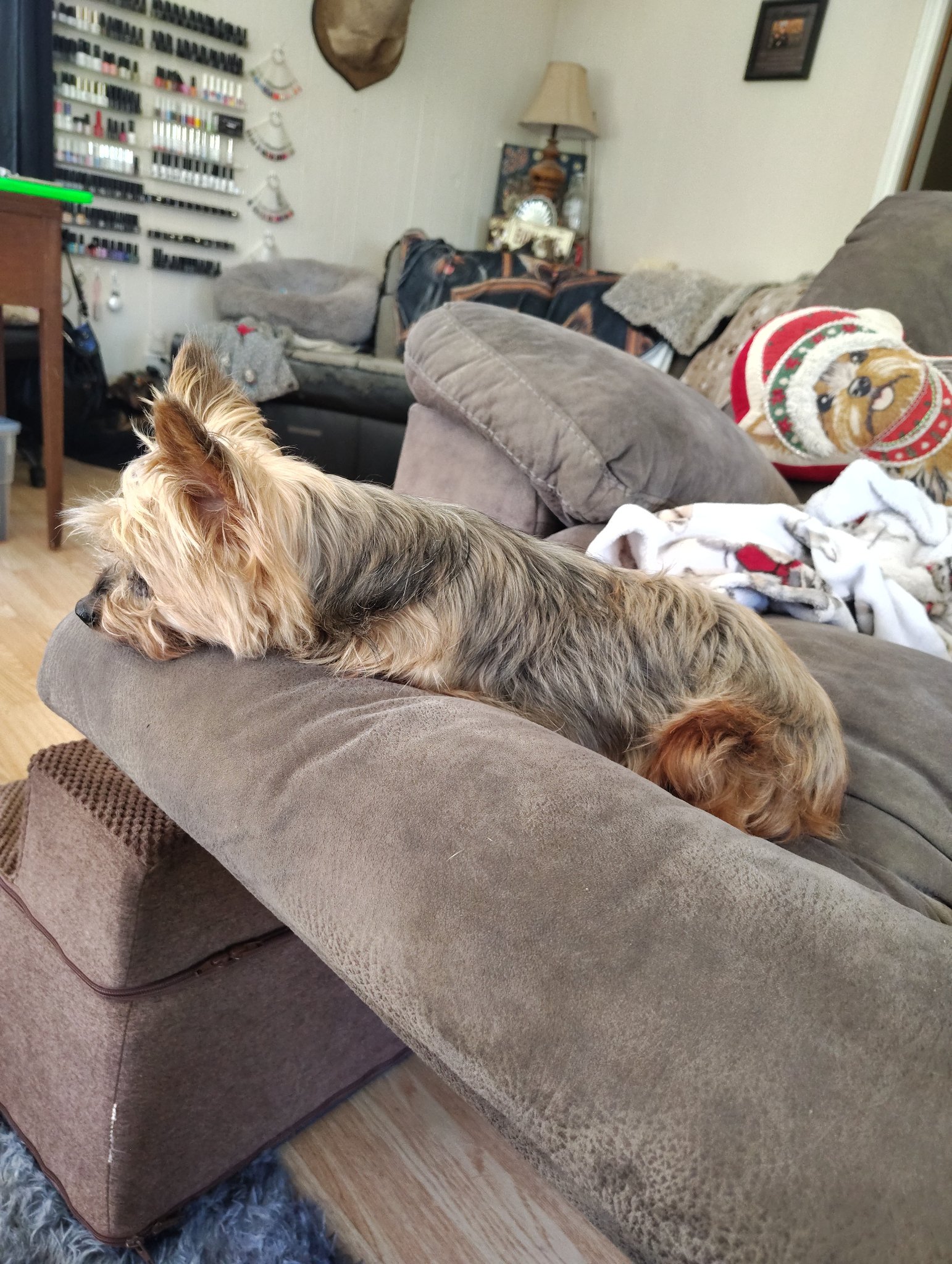 Pepper stretched out asleep along the arm of the couch